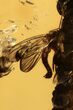 Detailed Fossil Fungus Gnat (Mycetophilidae) In Baltic Amber #270620-3